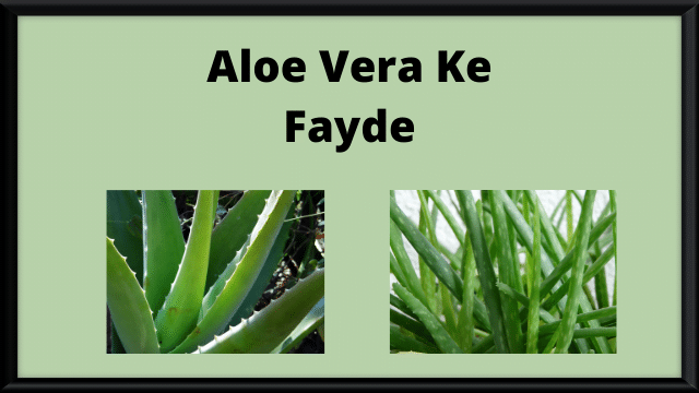 Aloe-Vera-Ke-Fayde